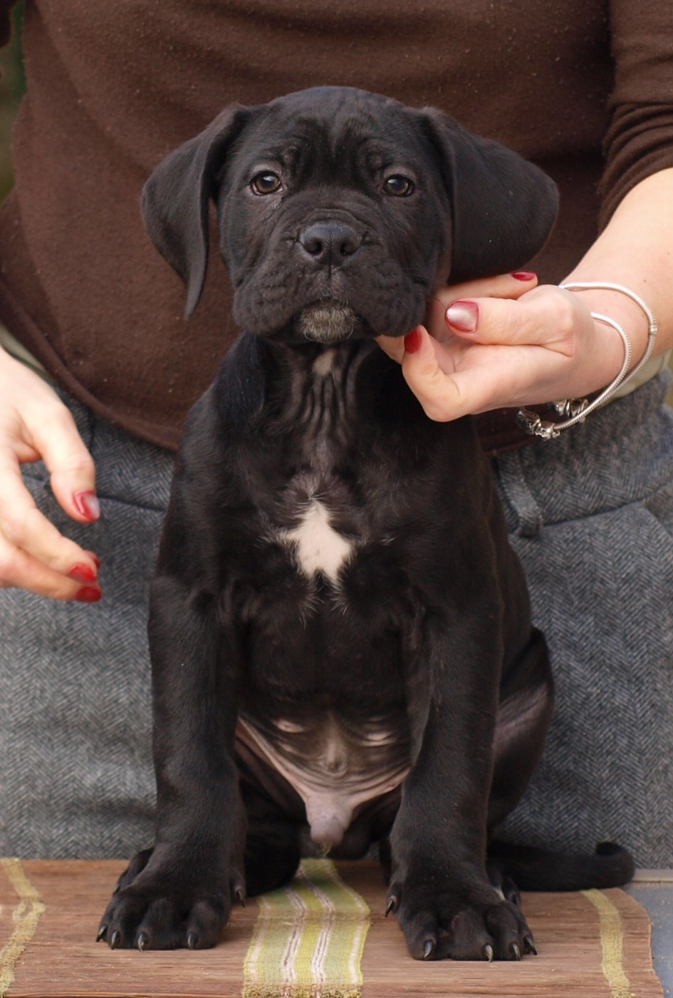 From Russians Traditions - Chiots disponibles - Cane Corso