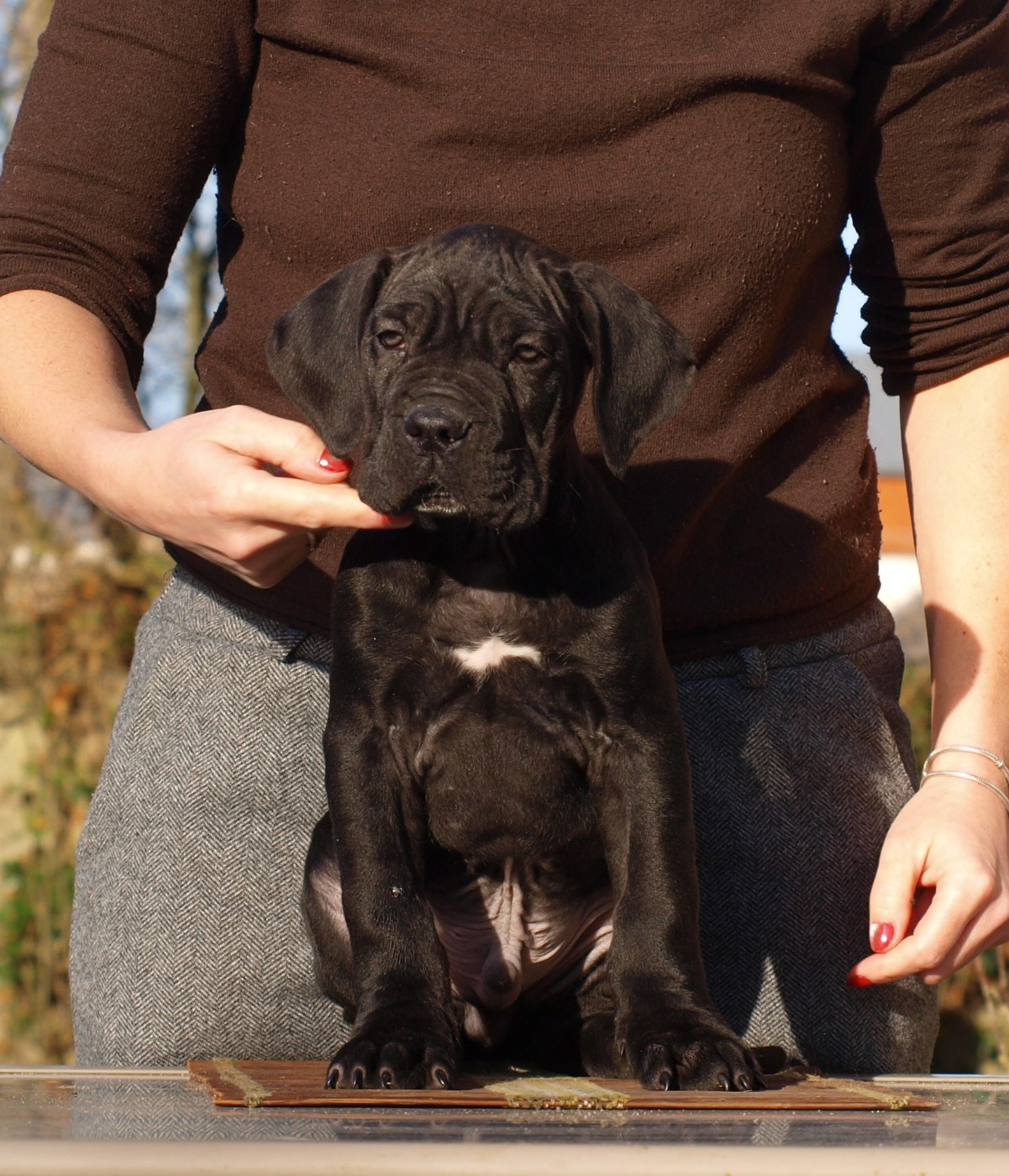 From Russians Traditions - Chiots disponibles - Cane Corso