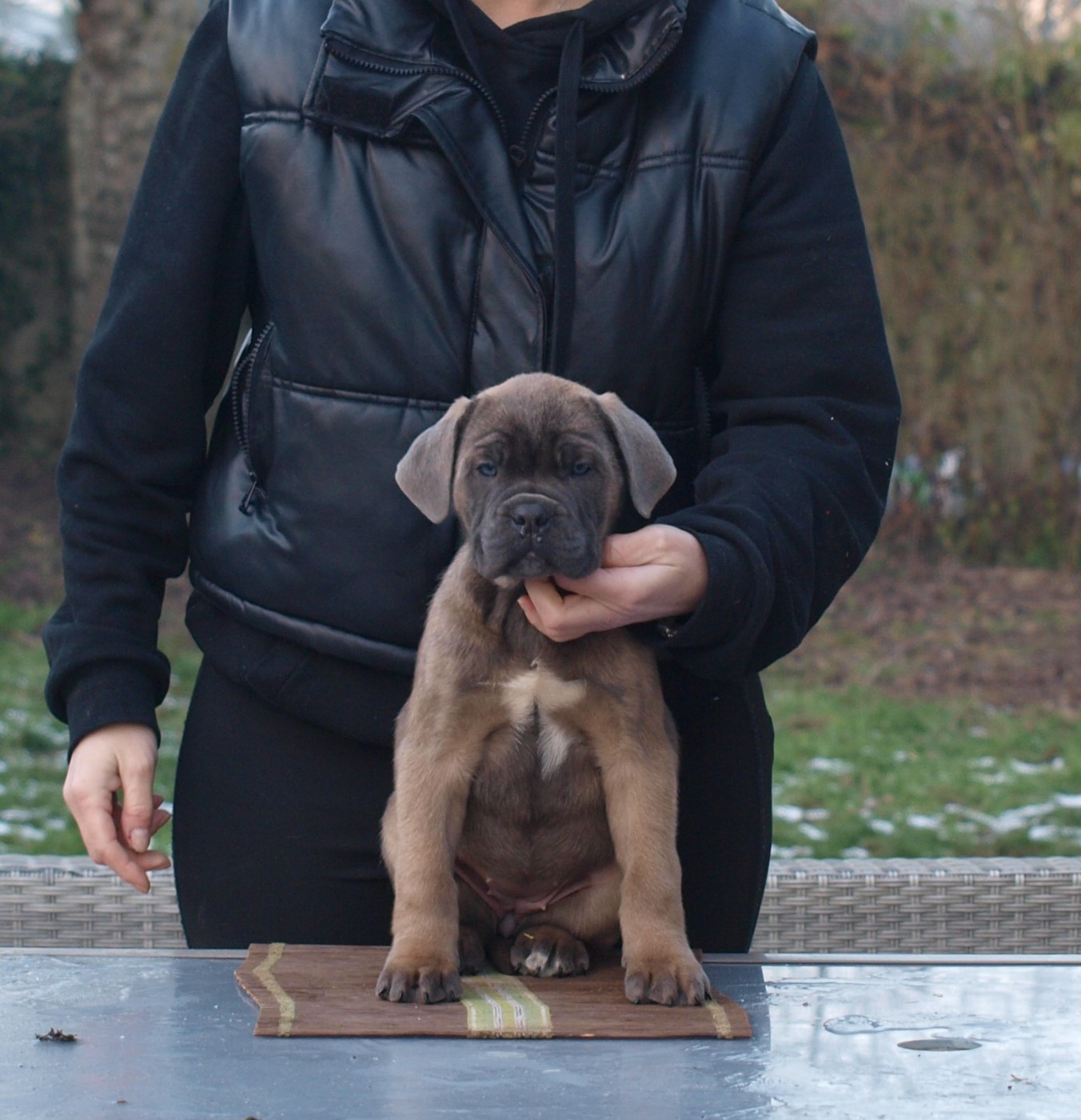 From Russians Traditions - Chiots disponibles - Cane Corso