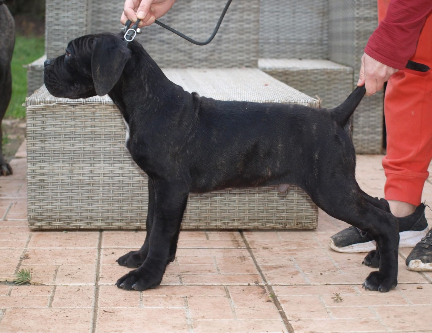 From Russians Traditions - Chiots disponibles - Cane Corso
