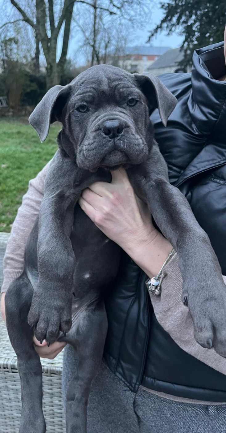 From Russians Traditions - Chiots disponibles - Cane Corso