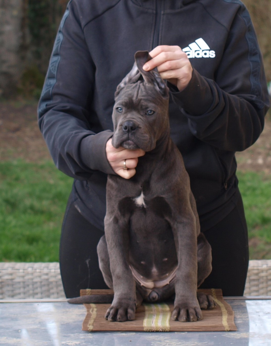 From Russians Traditions - Chiots disponibles - Cane Corso