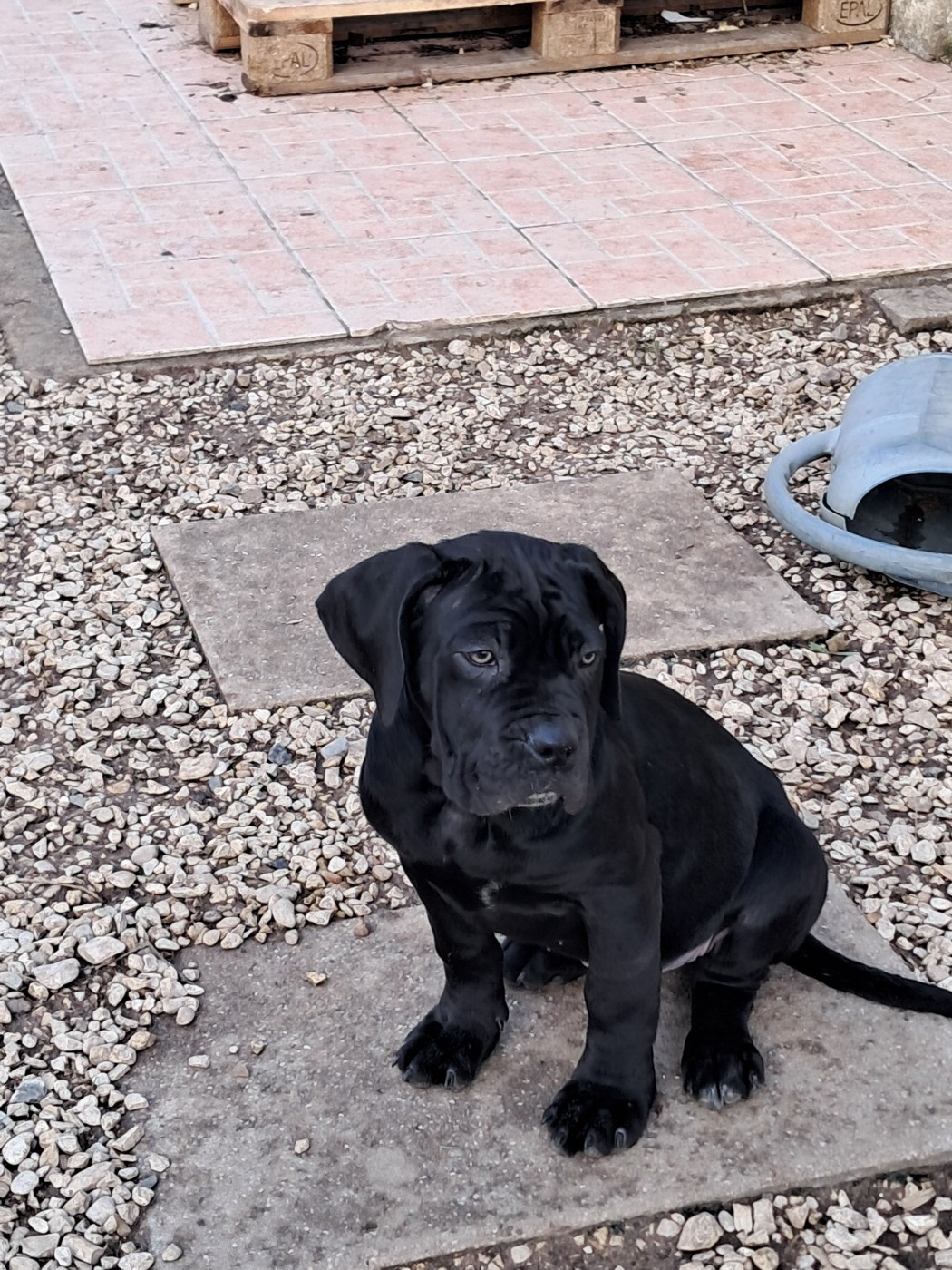 From Russians Traditions - Chiots disponibles - Cane Corso