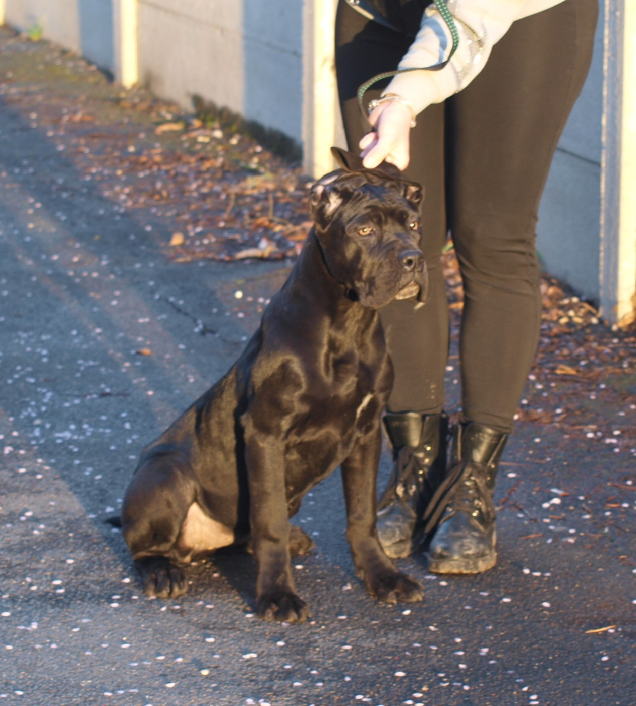 From Russians Traditions - Chiots disponibles - Cane Corso