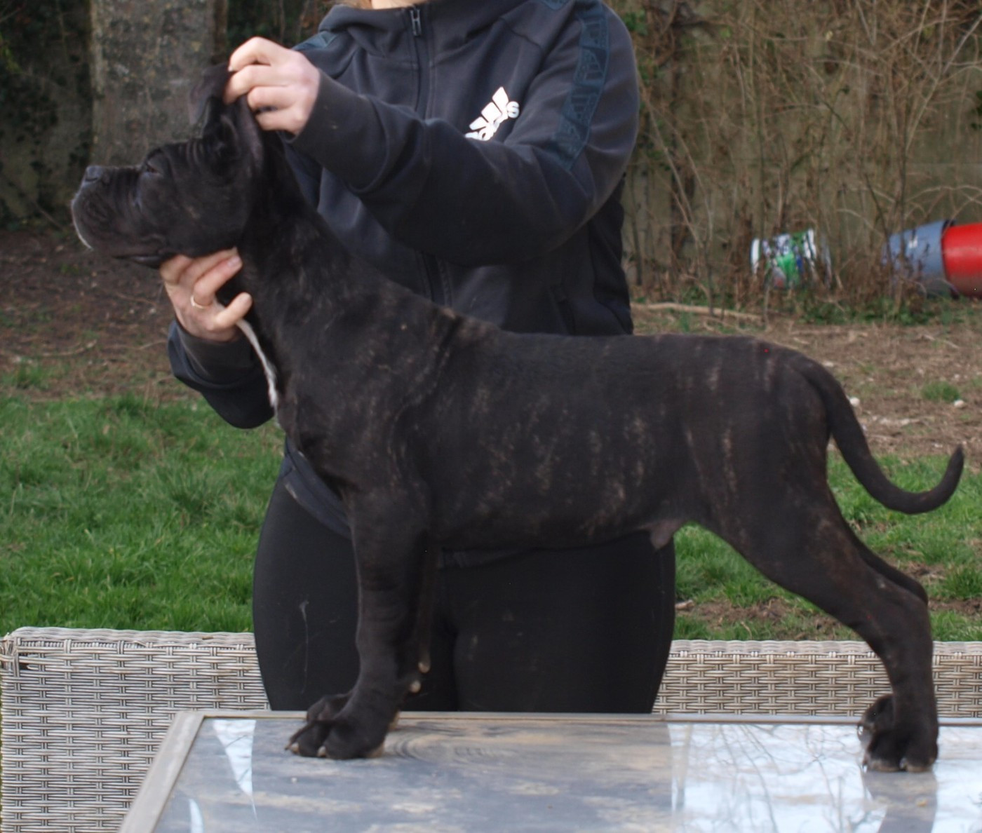 From Russians Traditions - Chiots disponibles - Cane Corso