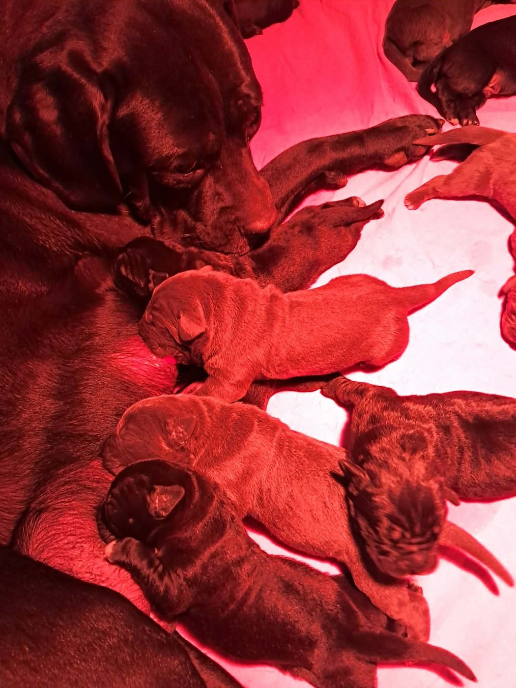 From Russians Traditions - Chiots disponibles - Cane Corso