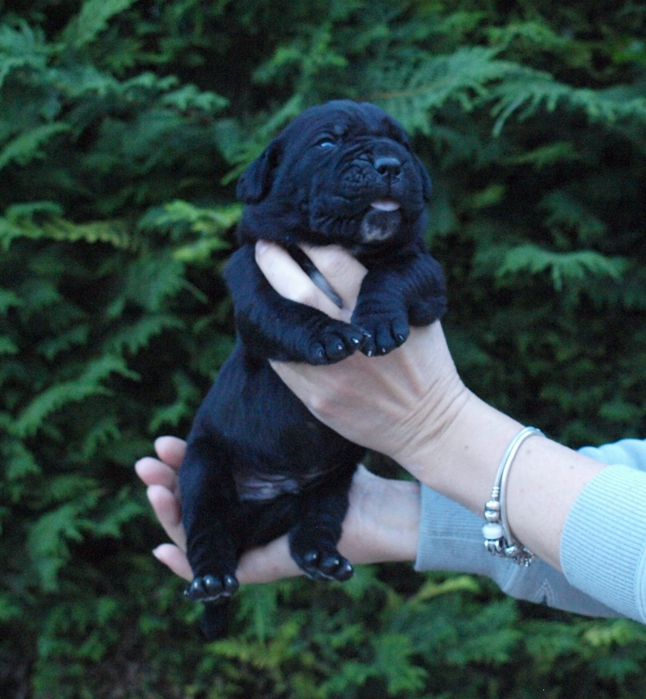 From Russians Traditions - Chiots disponibles - Cane Corso