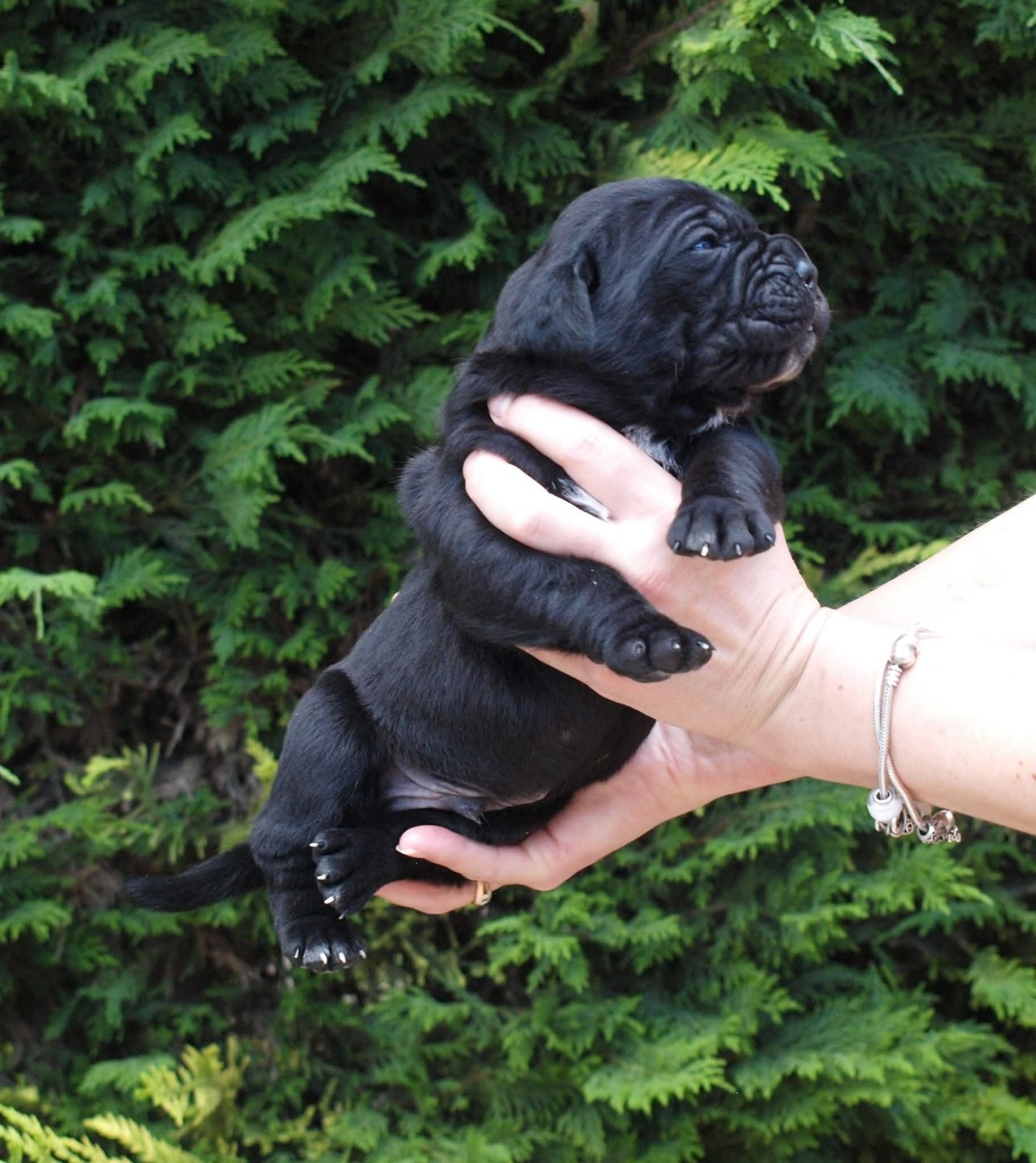 From Russians Traditions - Chiots disponibles - Cane Corso