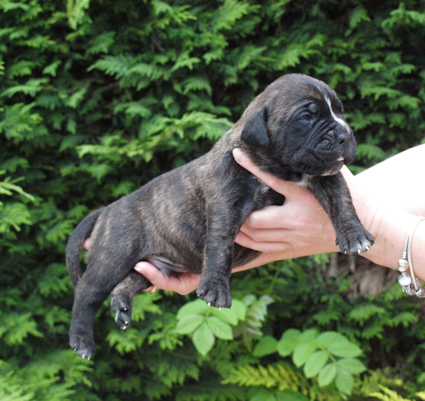 From Russians Traditions - Chiots disponibles - Cane Corso