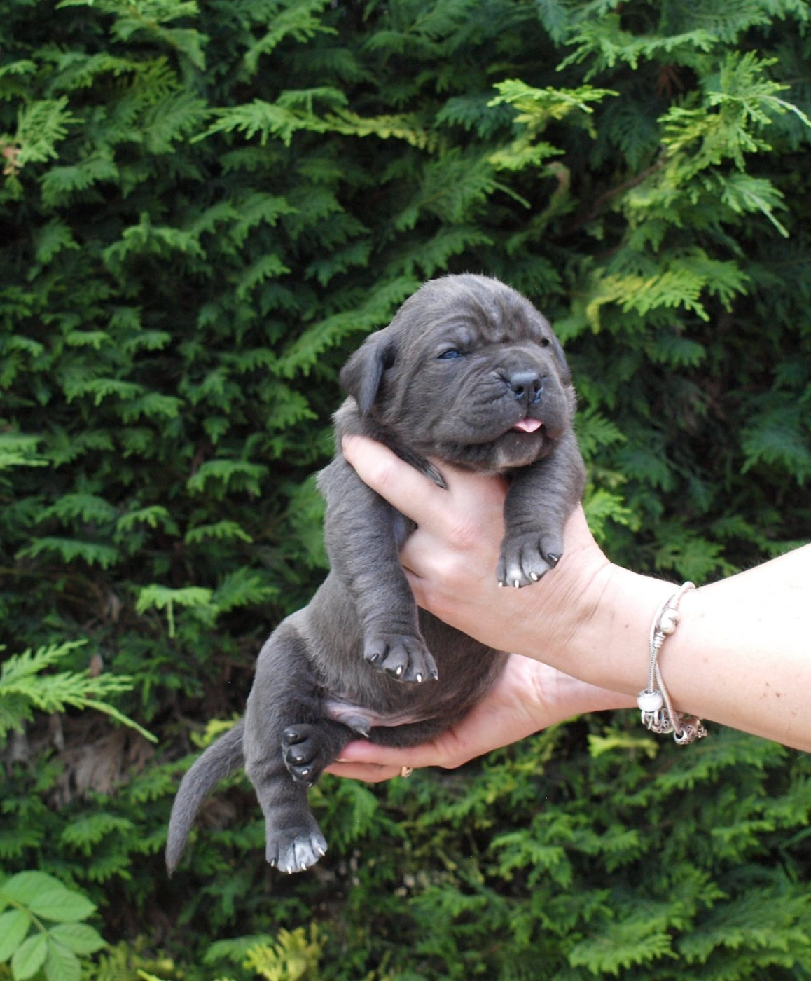 From Russians Traditions - Chiots disponibles - Cane Corso