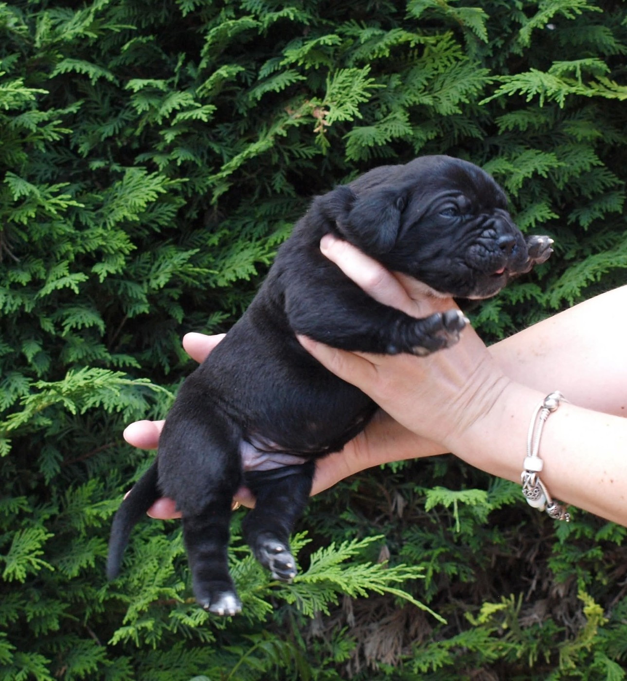From Russians Traditions - Chiots disponibles - Cane Corso