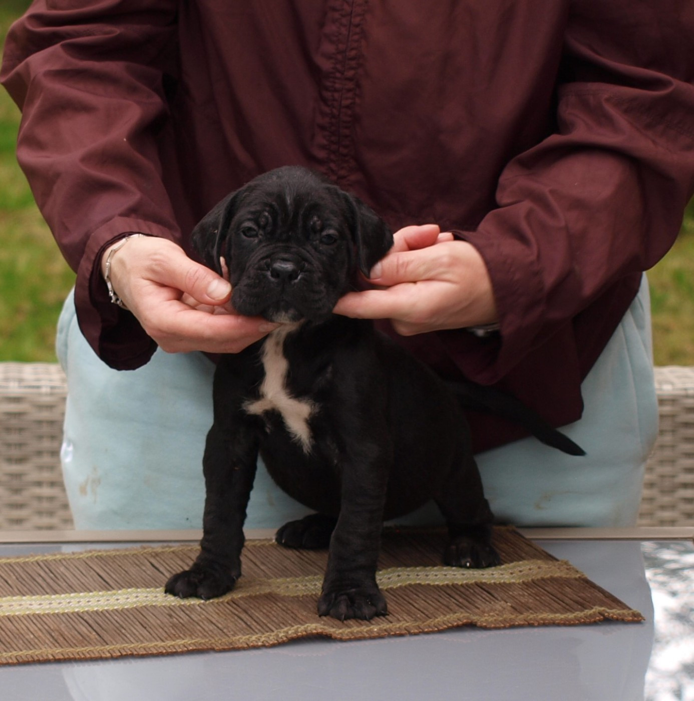 From Russians Traditions - Chiots disponibles - Cane Corso