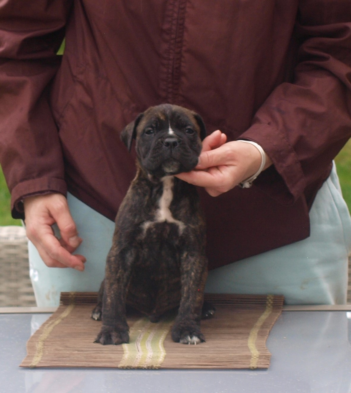 From Russians Traditions - Chiots disponibles - Cane Corso