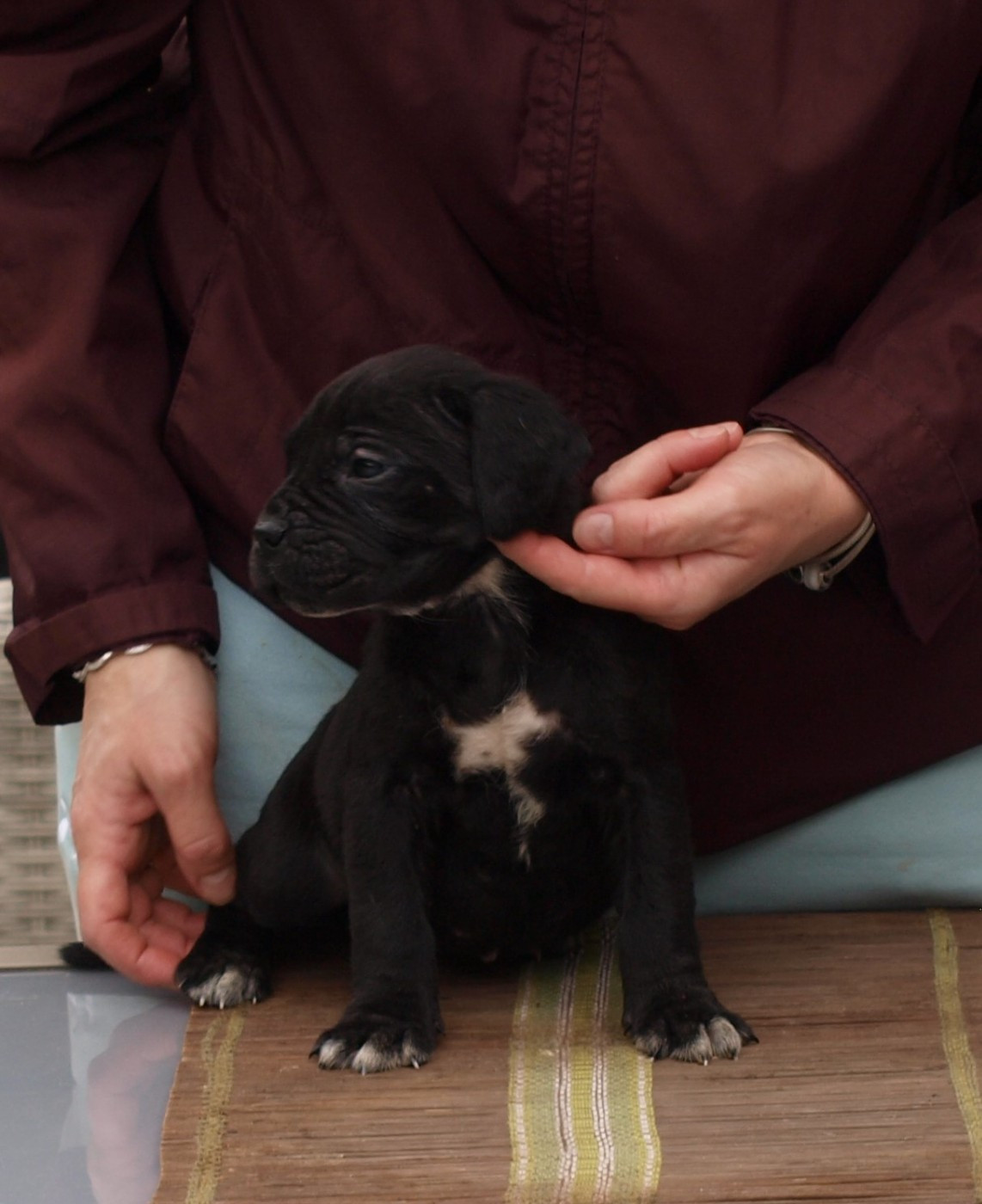 From Russians Traditions - Chiots disponibles - Cane Corso