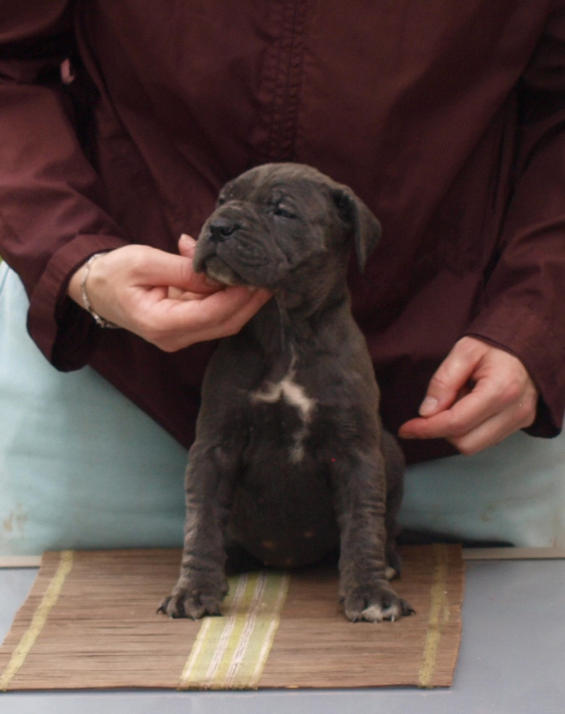 From Russians Traditions - Chiots disponibles - Cane Corso