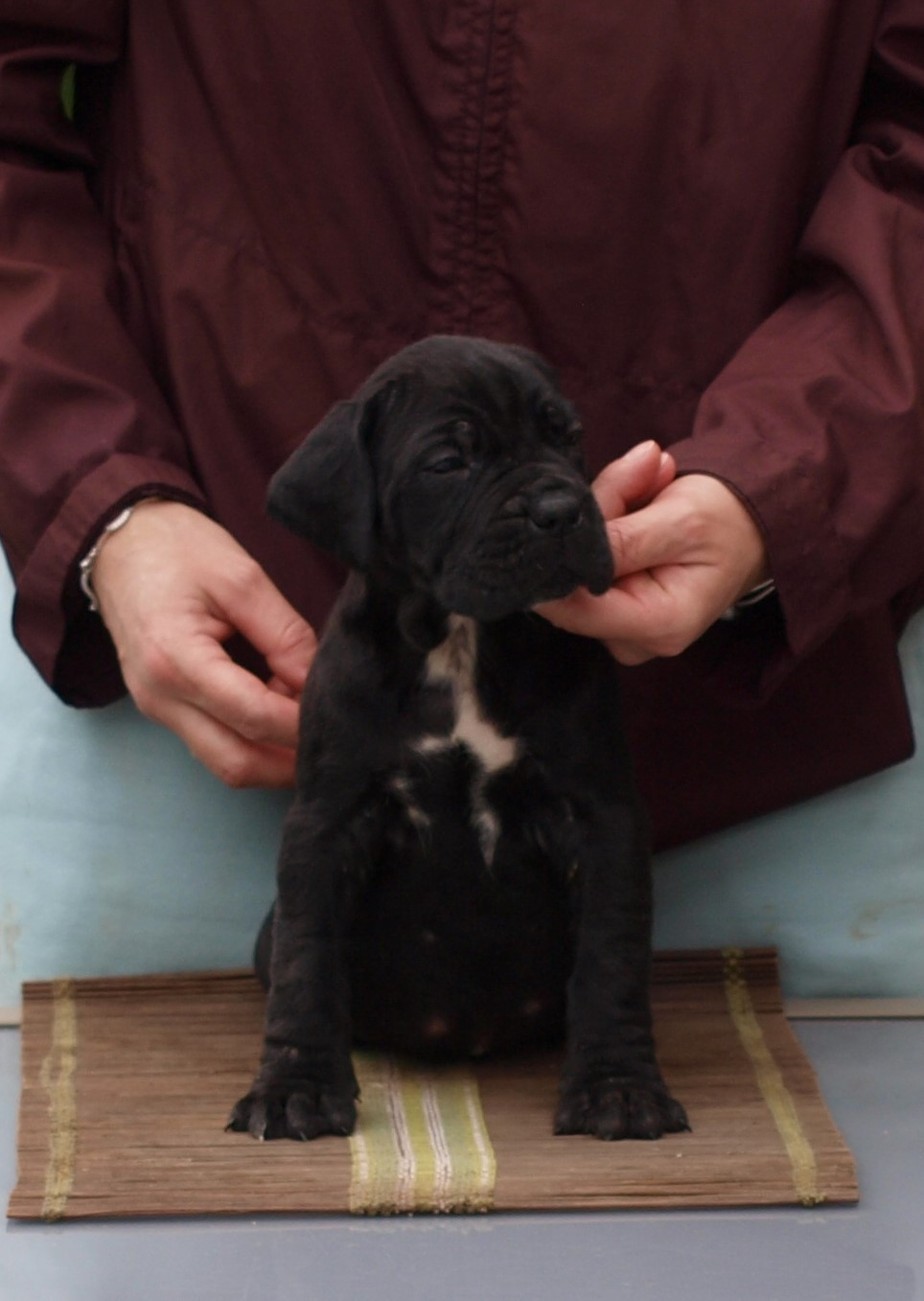 From Russians Traditions - Chiots disponibles - Cane Corso