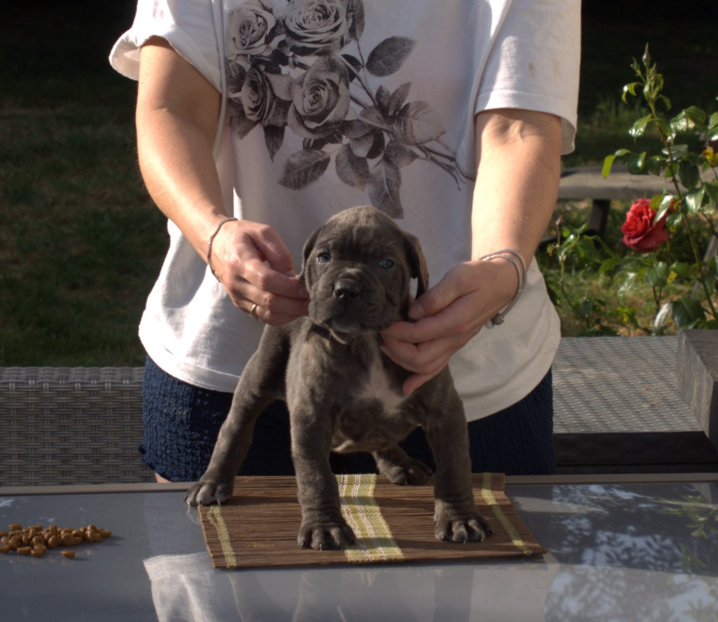 From Russians Traditions - Chiots disponibles - Cane Corso