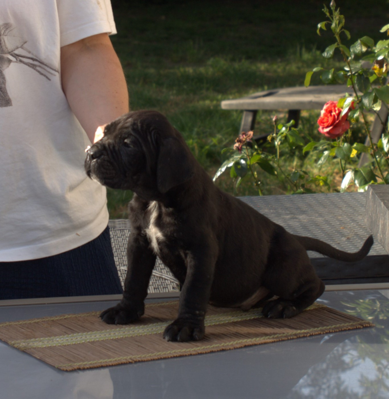 From Russians Traditions - Chiots disponibles - Cane Corso