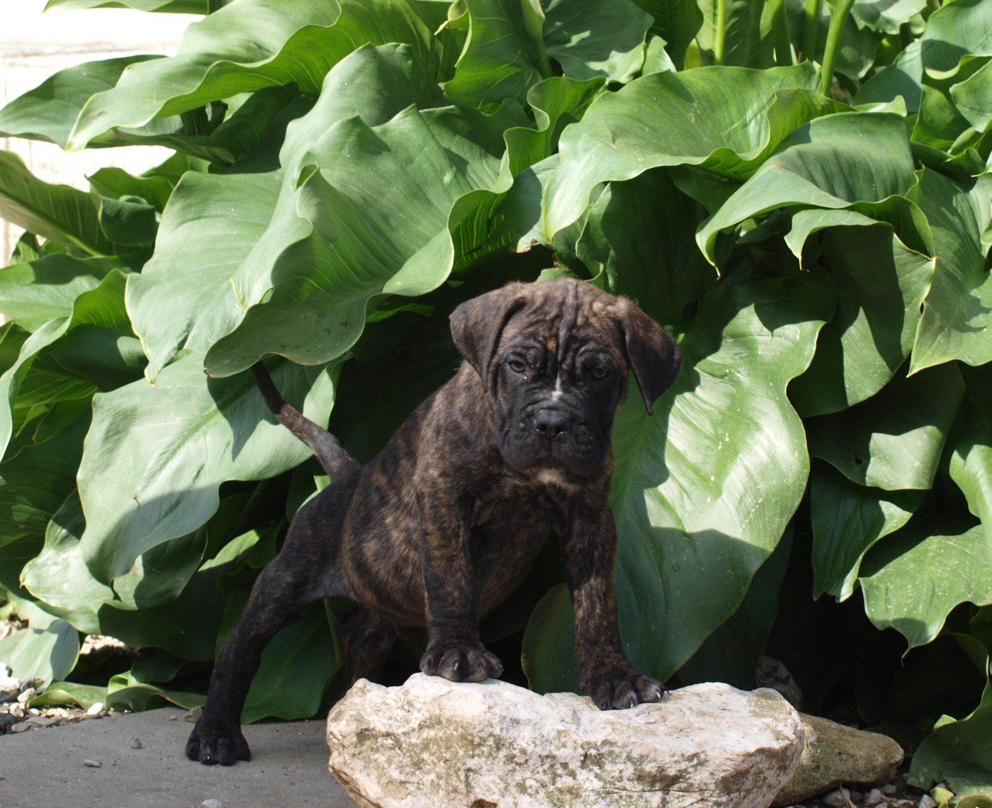 From Russians Traditions - Chiots disponibles - Cane Corso