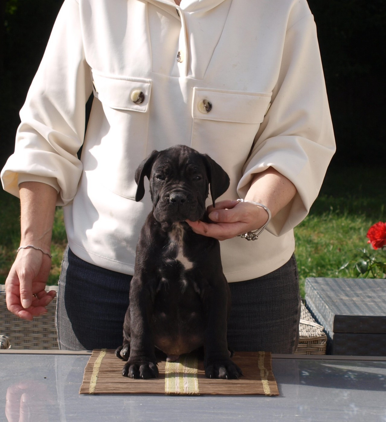 From Russians Traditions - Chiots disponibles - Cane Corso