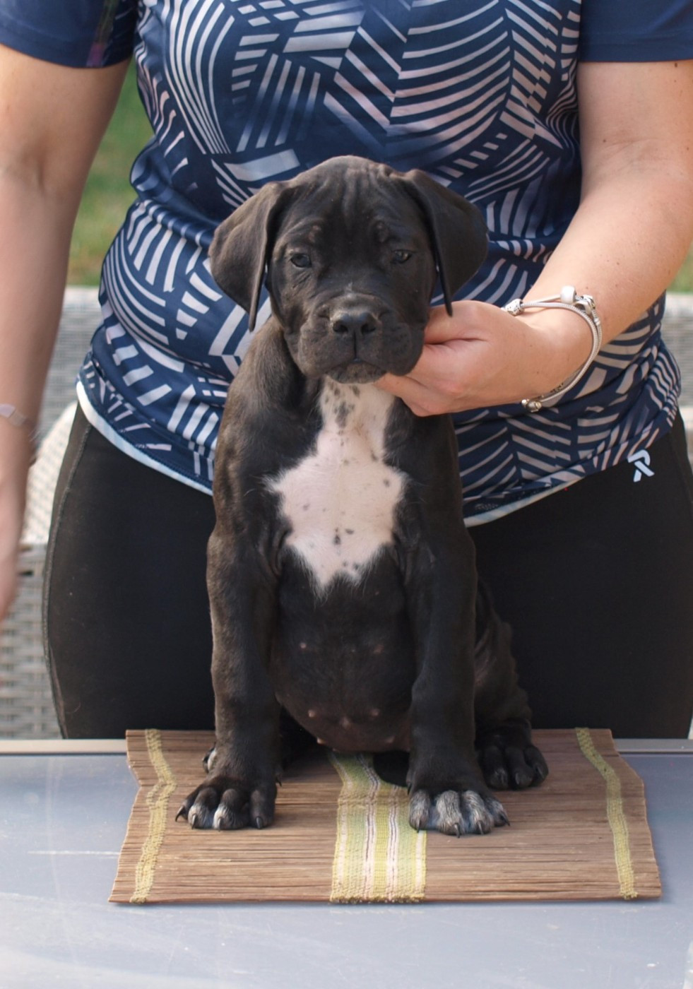 From Russians Traditions - Chiots disponibles - Cane Corso