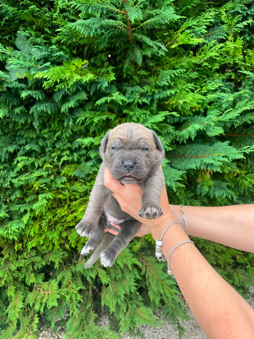 From Russians Traditions - Chiots disponibles - Cane Corso