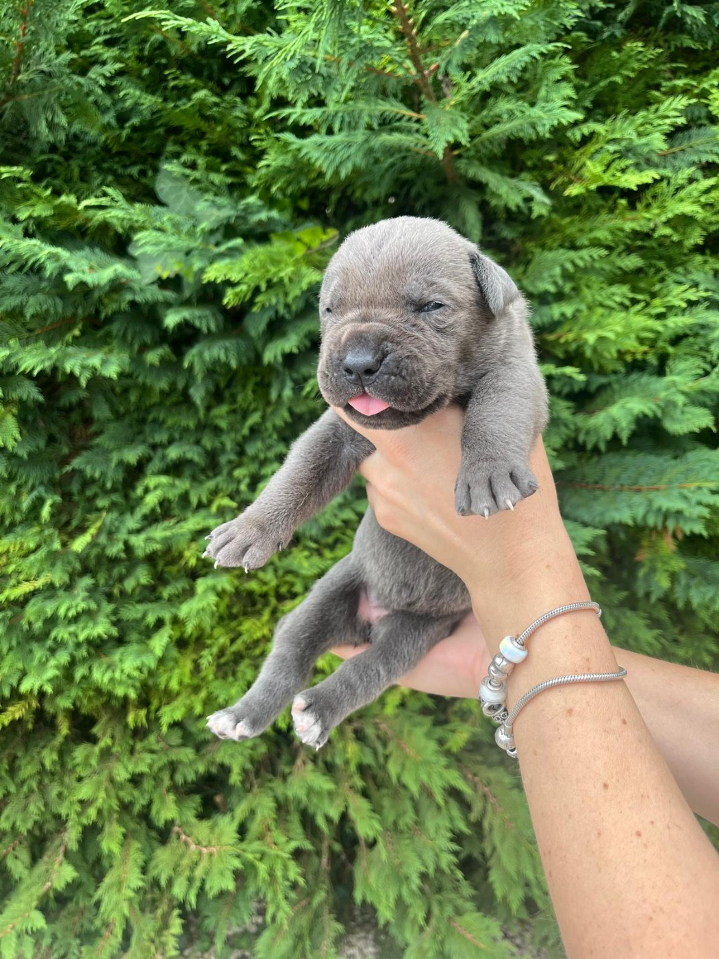 From Russians Traditions - Chiots disponibles - Cane Corso