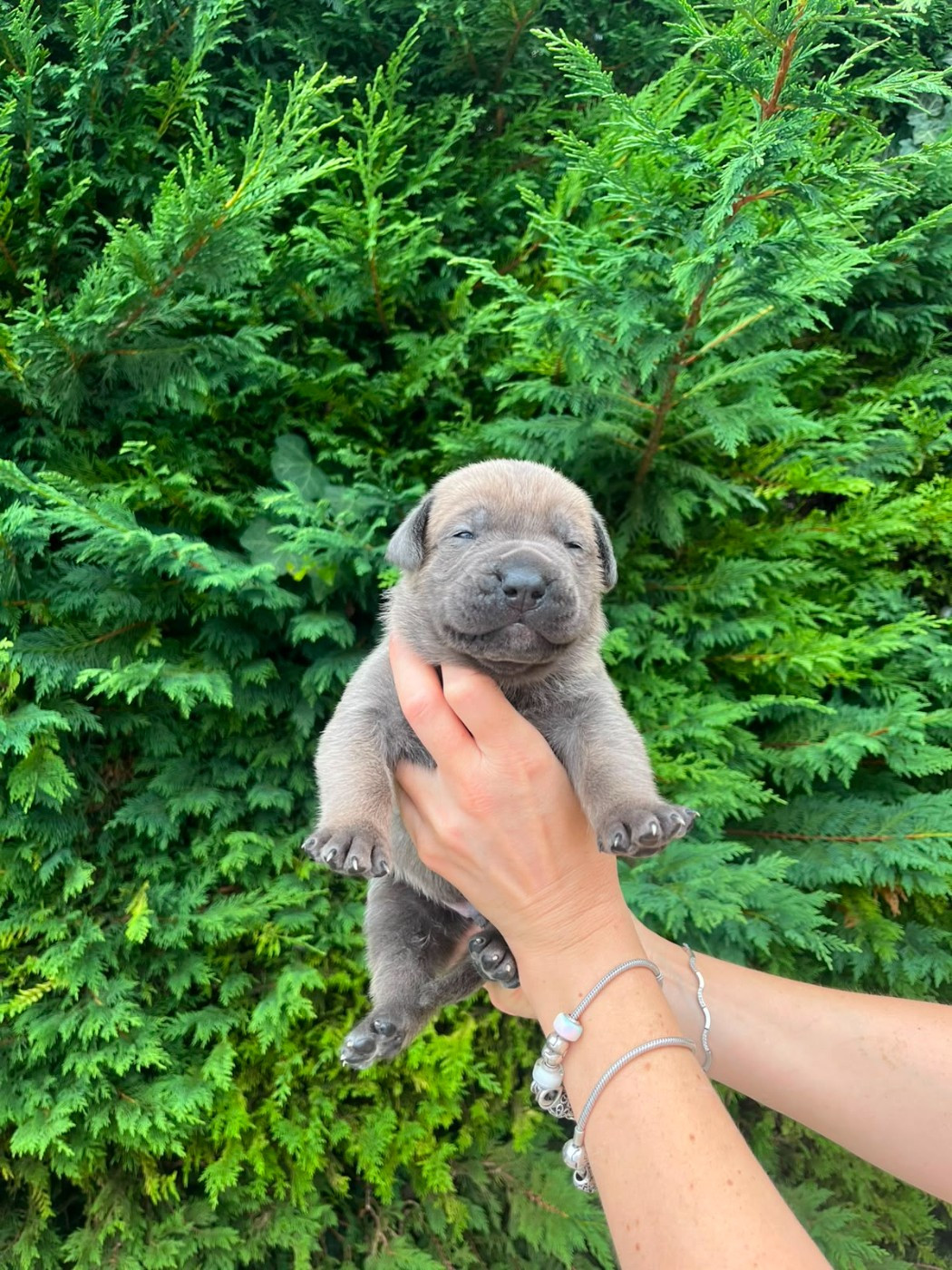 From Russians Traditions - Chiots disponibles - Cane Corso