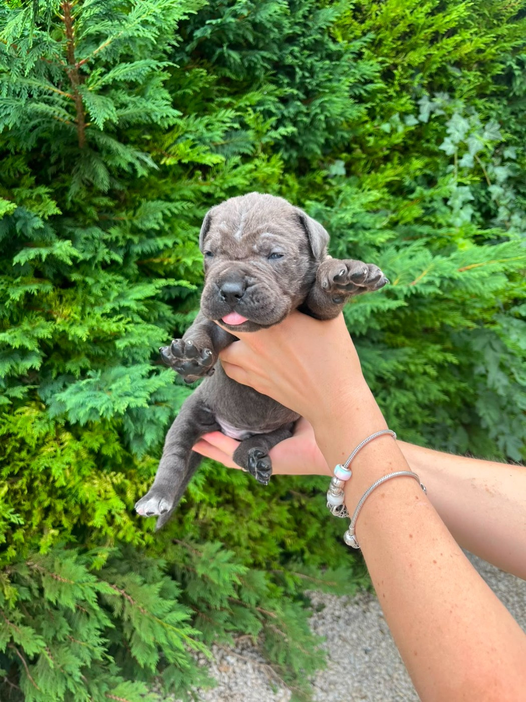 From Russians Traditions - Chiots disponibles - Cane Corso