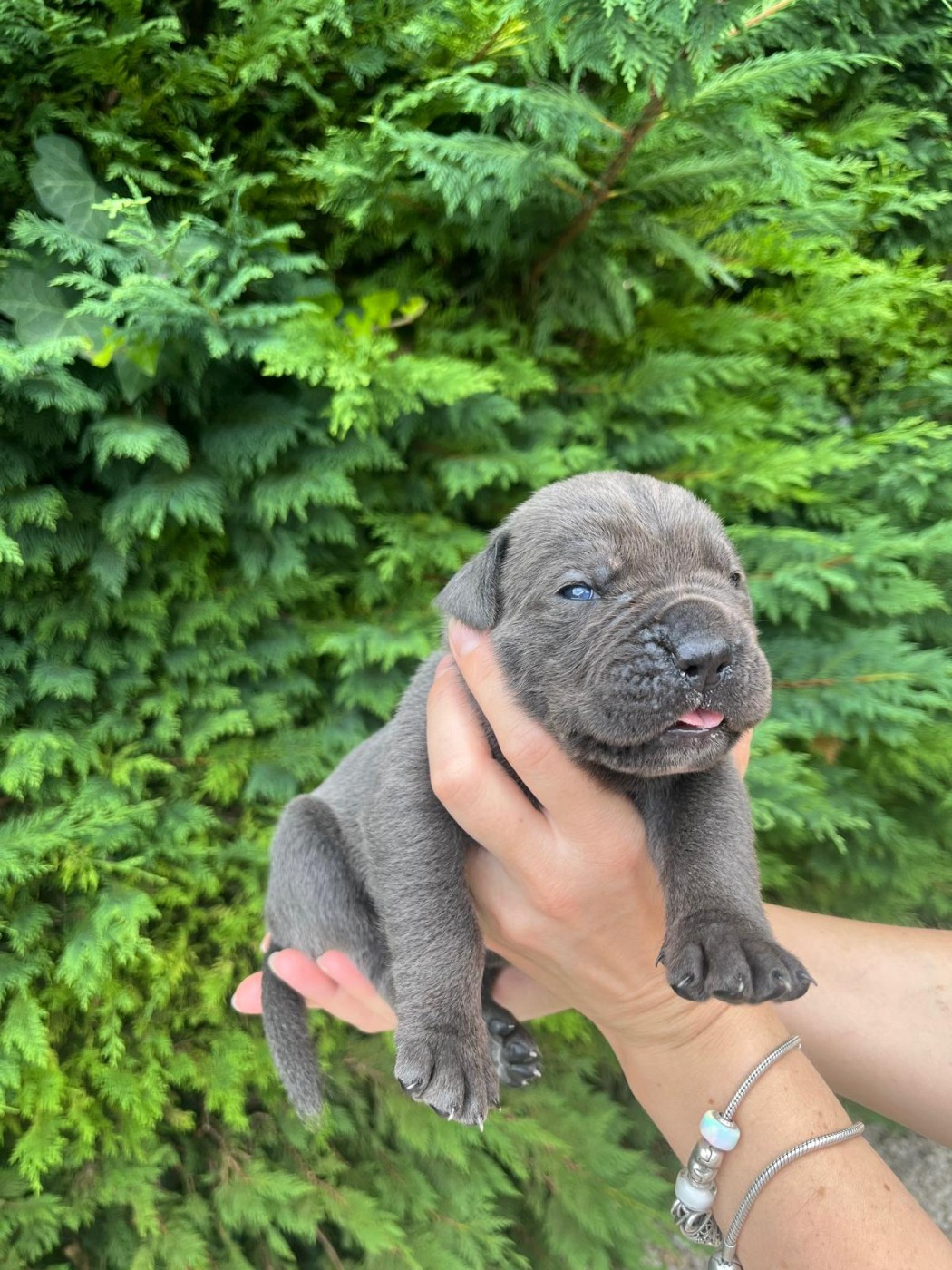 From Russians Traditions - Chiots disponibles - Cane Corso
