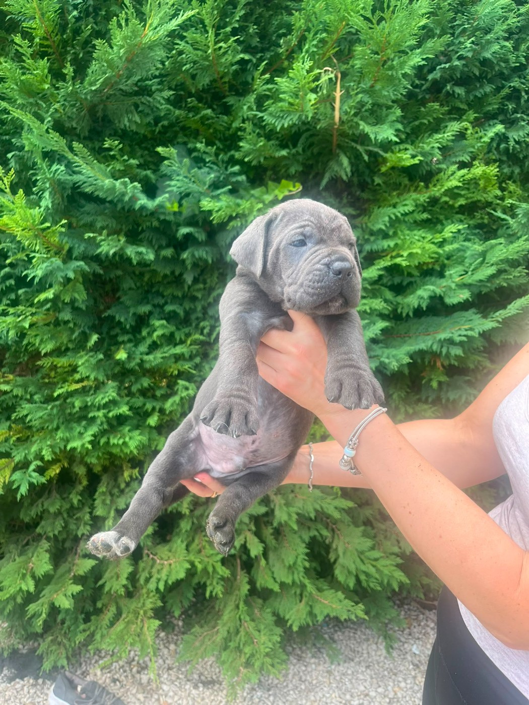 From Russians Traditions - Chiots disponibles - Cane Corso