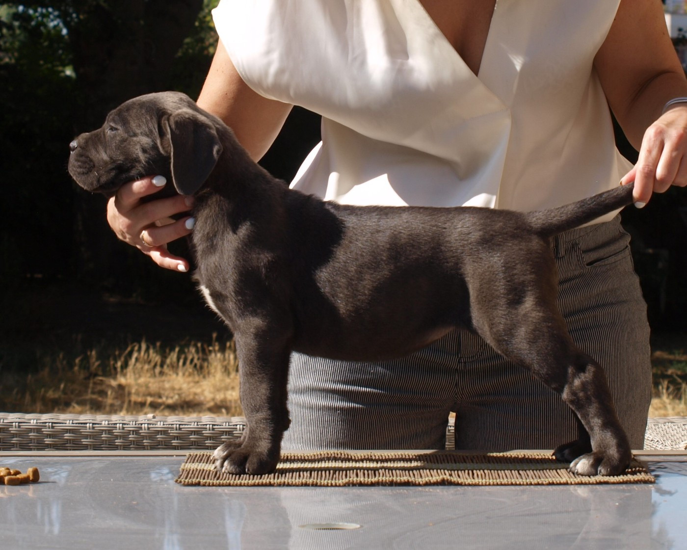 From Russians Traditions - Chiots disponibles - Cane Corso