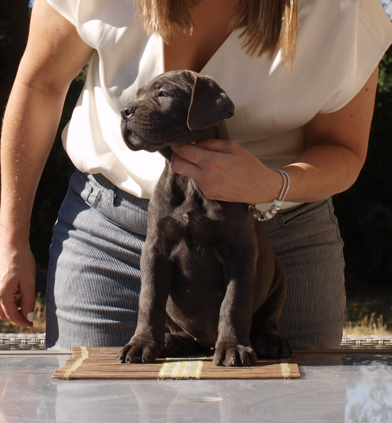From Russians Traditions - Chiots disponibles - Cane Corso