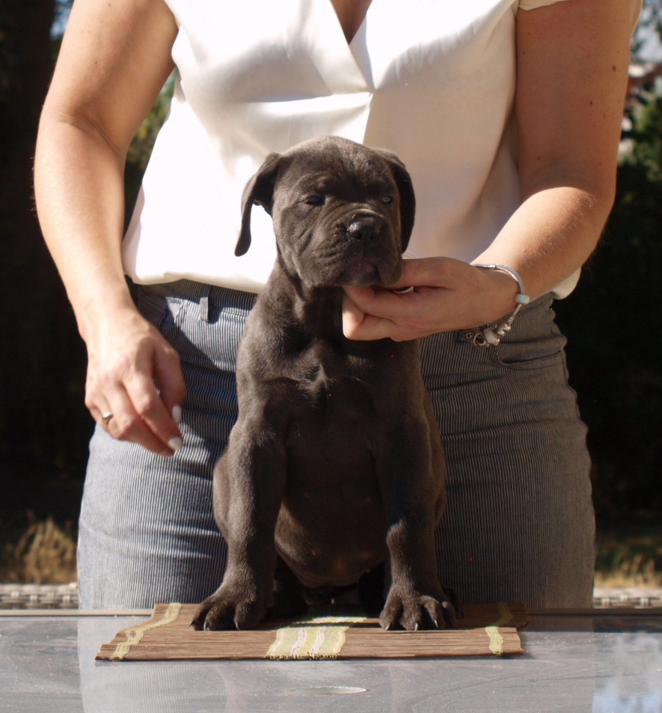 From Russians Traditions - Chiots disponibles - Cane Corso