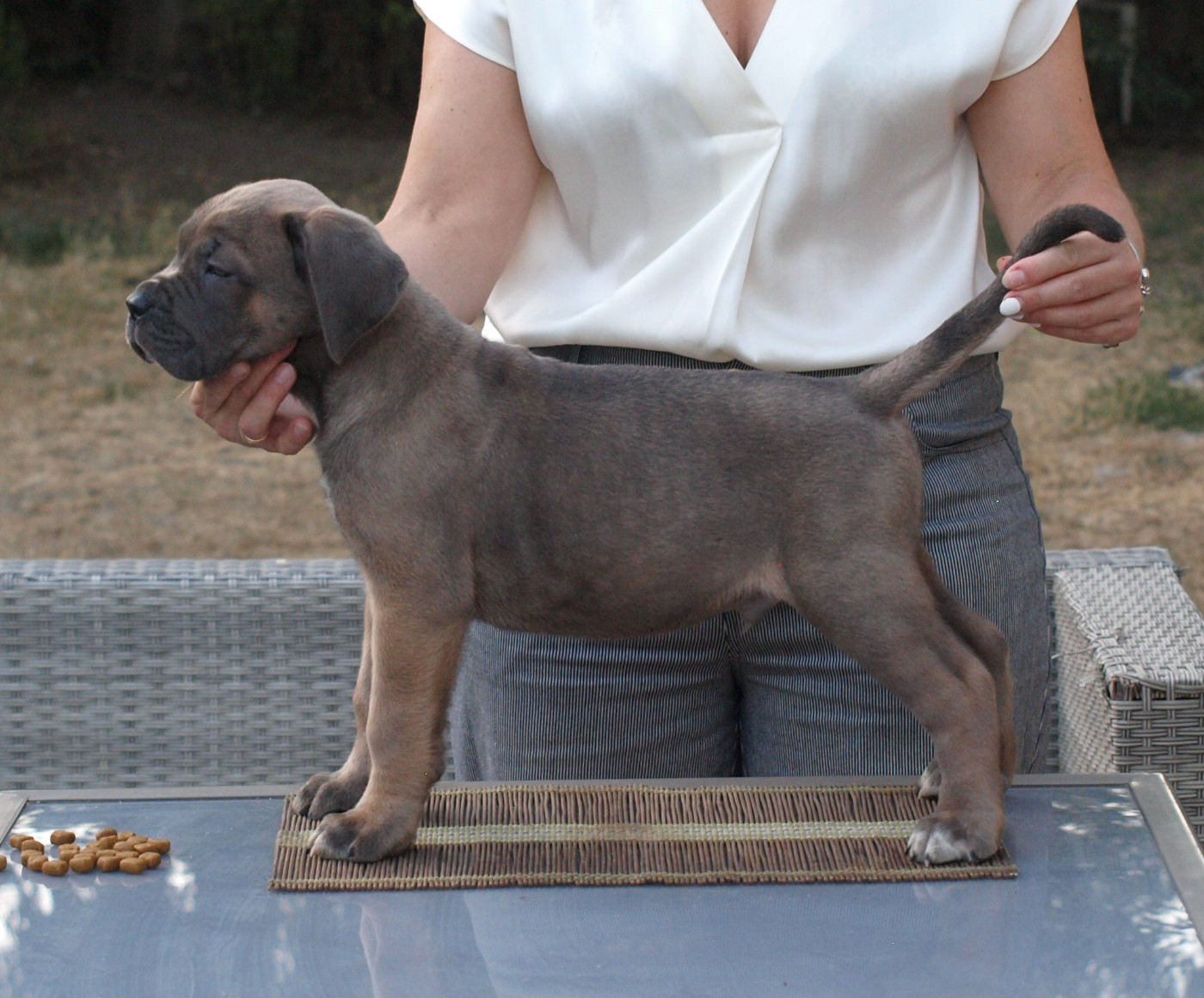 From Russians Traditions - Chiots disponibles - Cane Corso