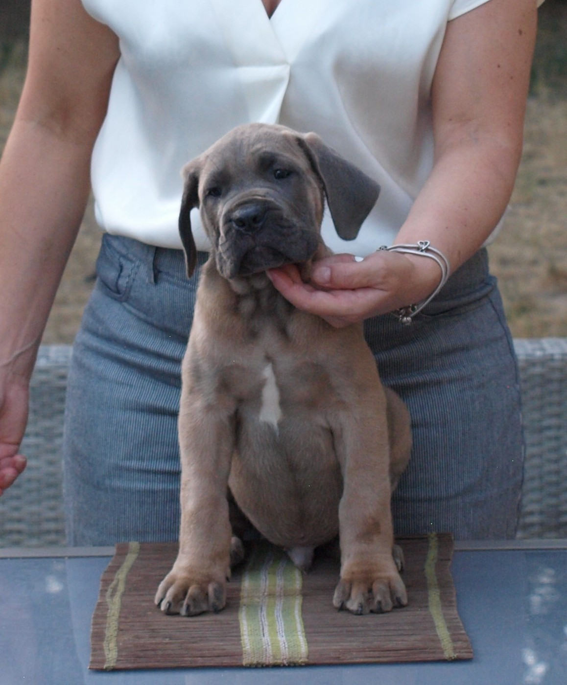 From Russians Traditions - Chiots disponibles - Cane Corso