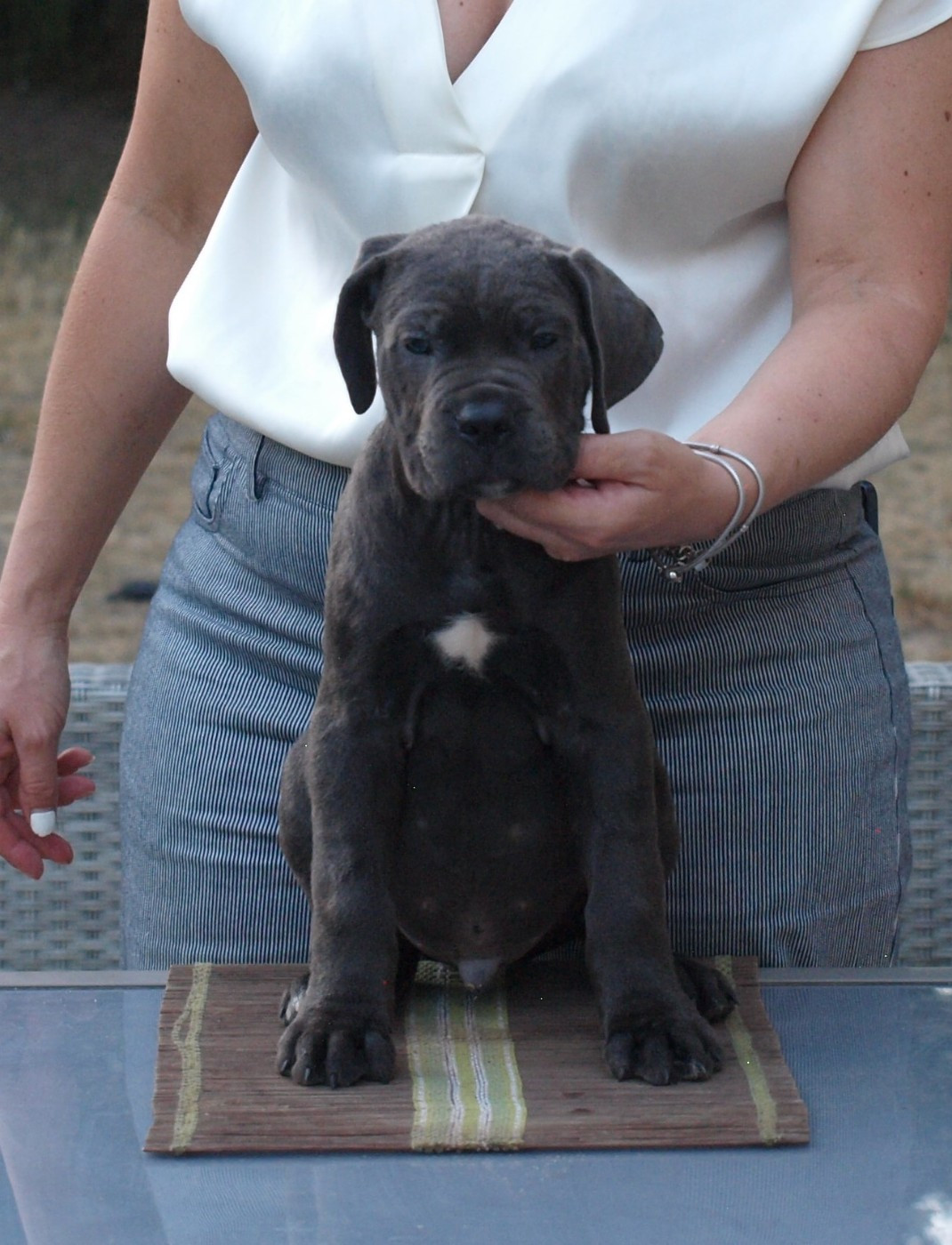 From Russians Traditions - Chiots disponibles - Cane Corso