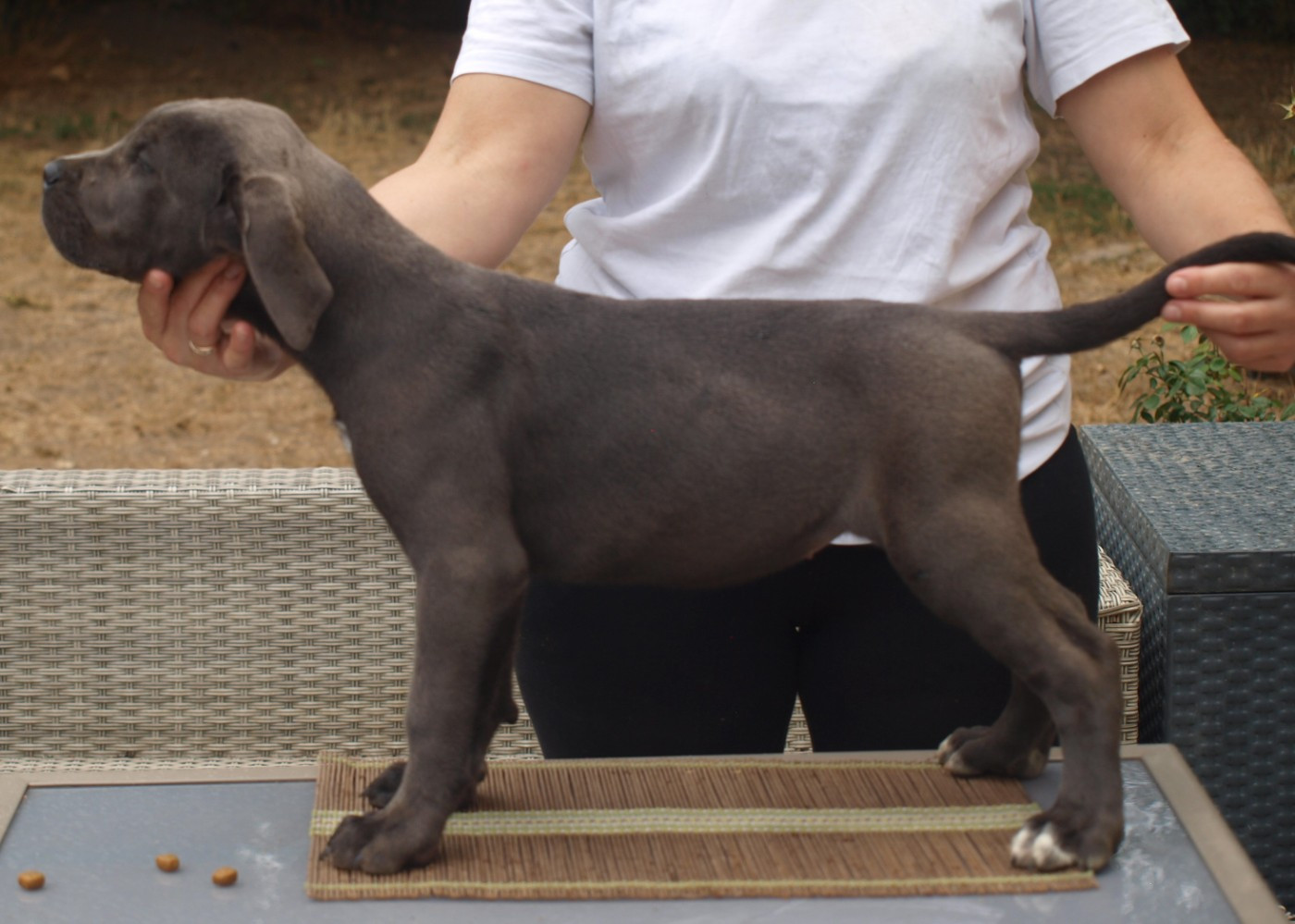 From Russians Traditions - Chiots disponibles - Cane Corso