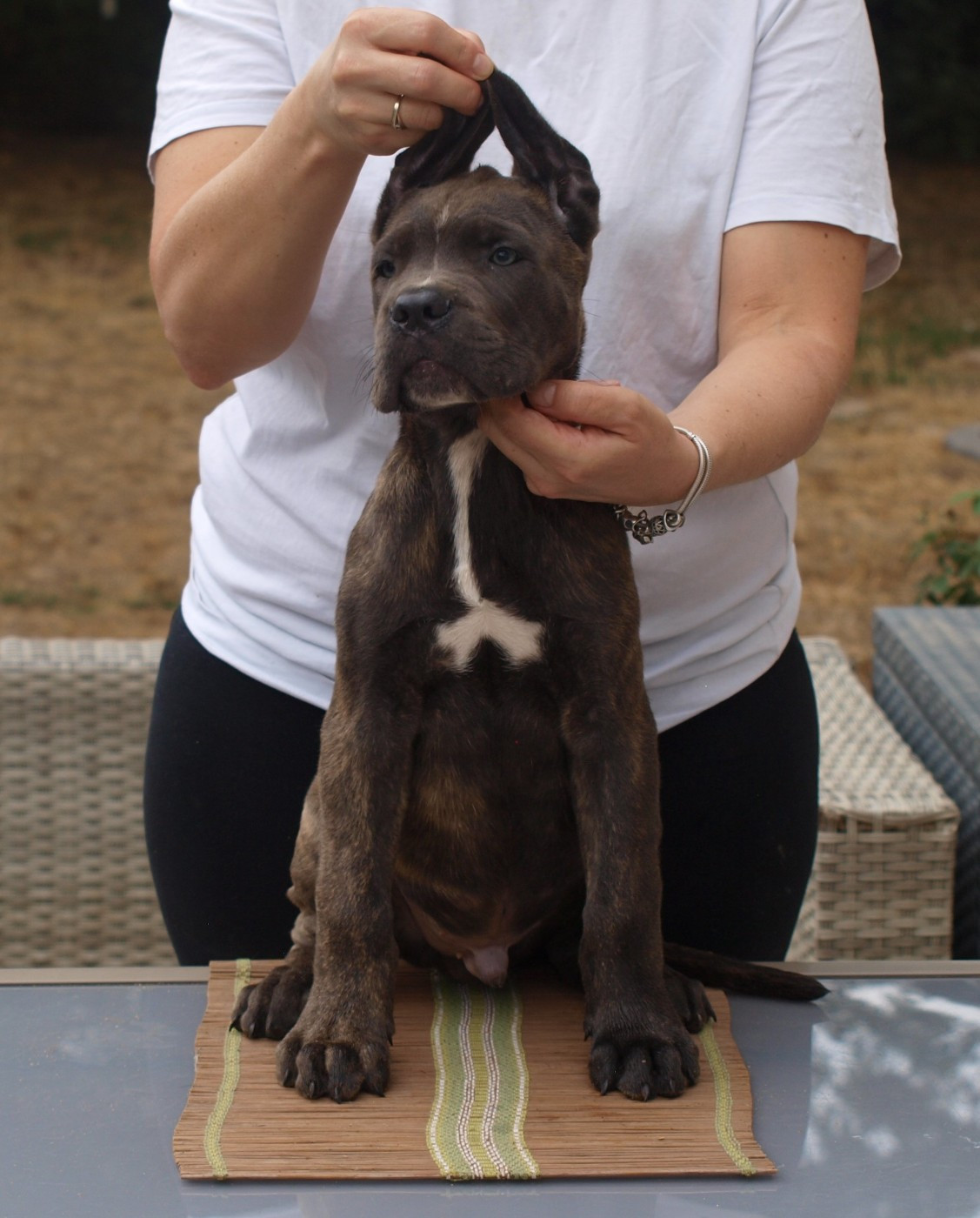From Russians Traditions - Chiots disponibles - Cane Corso