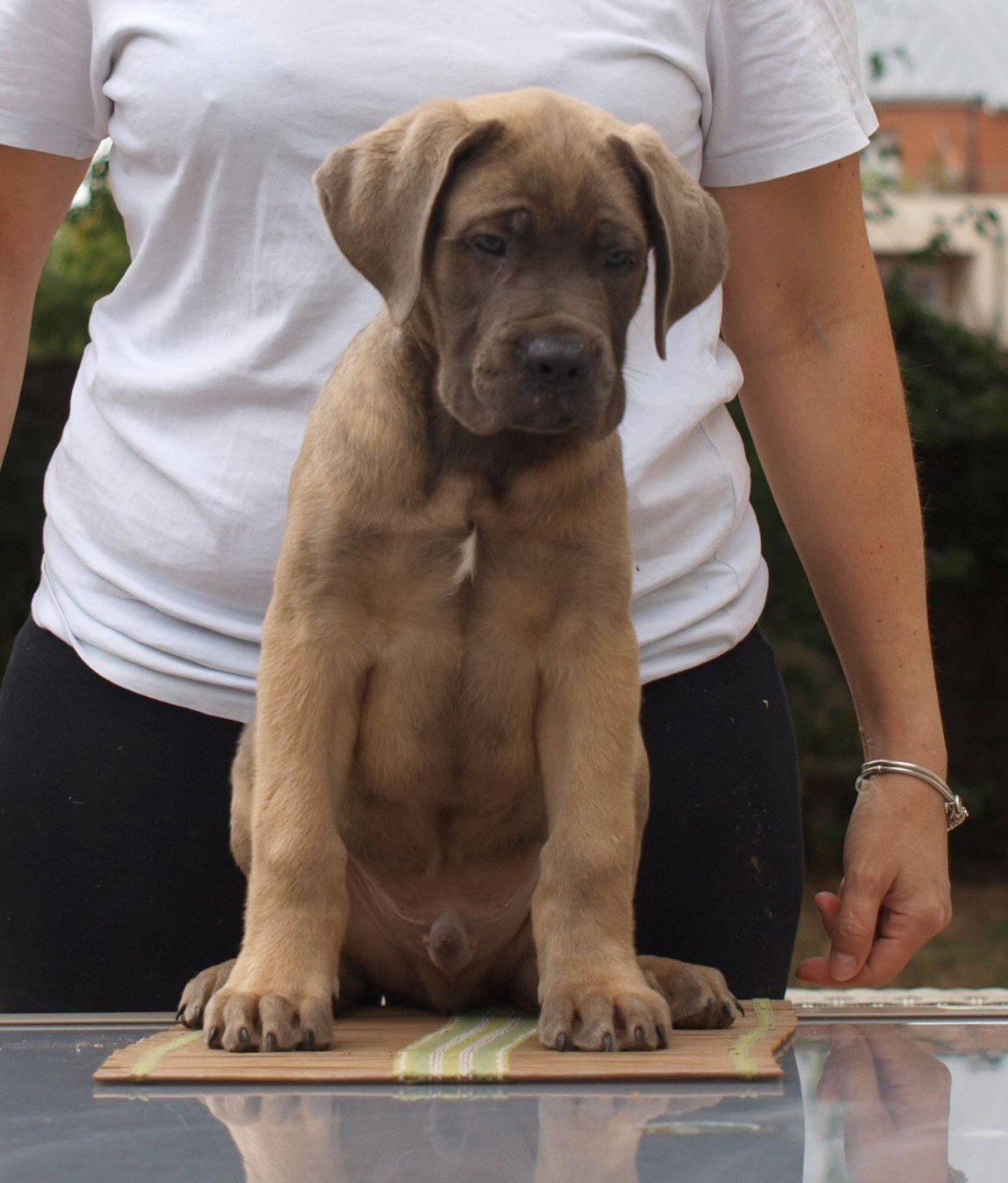 From Russians Traditions - Chiots disponibles - Cane Corso