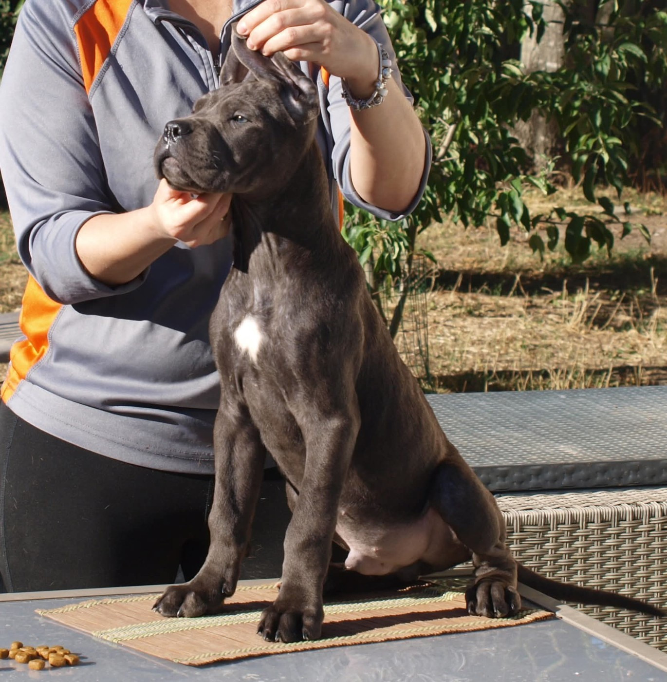 From Russians Traditions - Chiots disponibles - Cane Corso