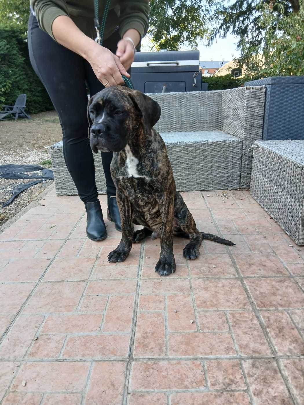 From Russians Traditions - Chiots disponibles - Cane Corso