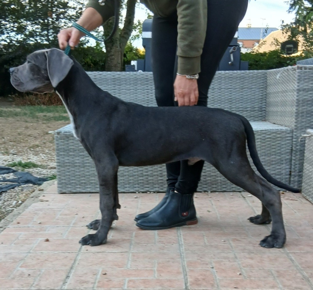From Russians Traditions - Chiots disponibles - Cane Corso