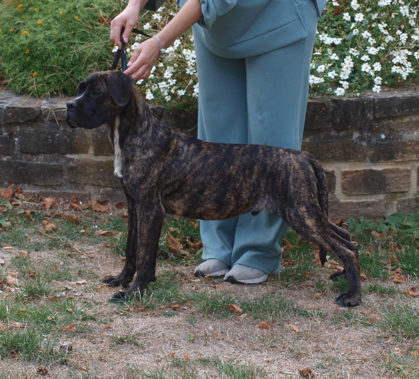 From Russians Traditions - Chiots disponibles - Cane Corso