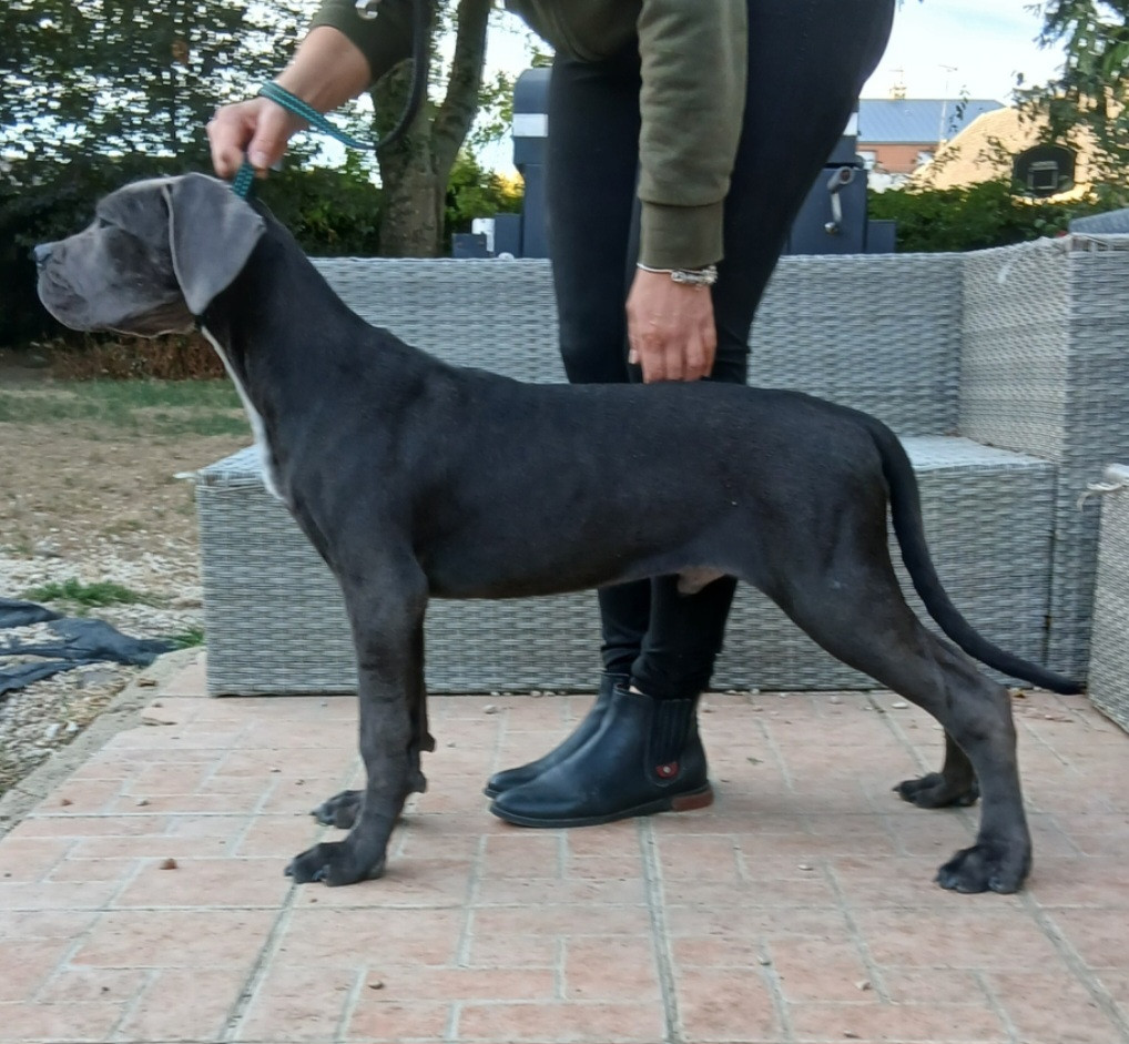 From Russians Traditions - Chiots disponibles - Cane Corso