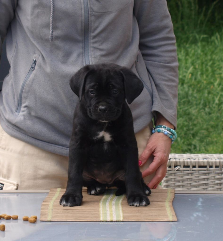 From Russians Traditions - Chiots disponibles - Cane Corso