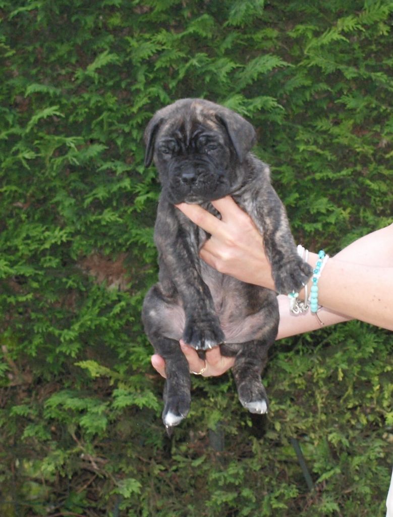 From Russians Traditions - Chiots disponibles - Cane Corso