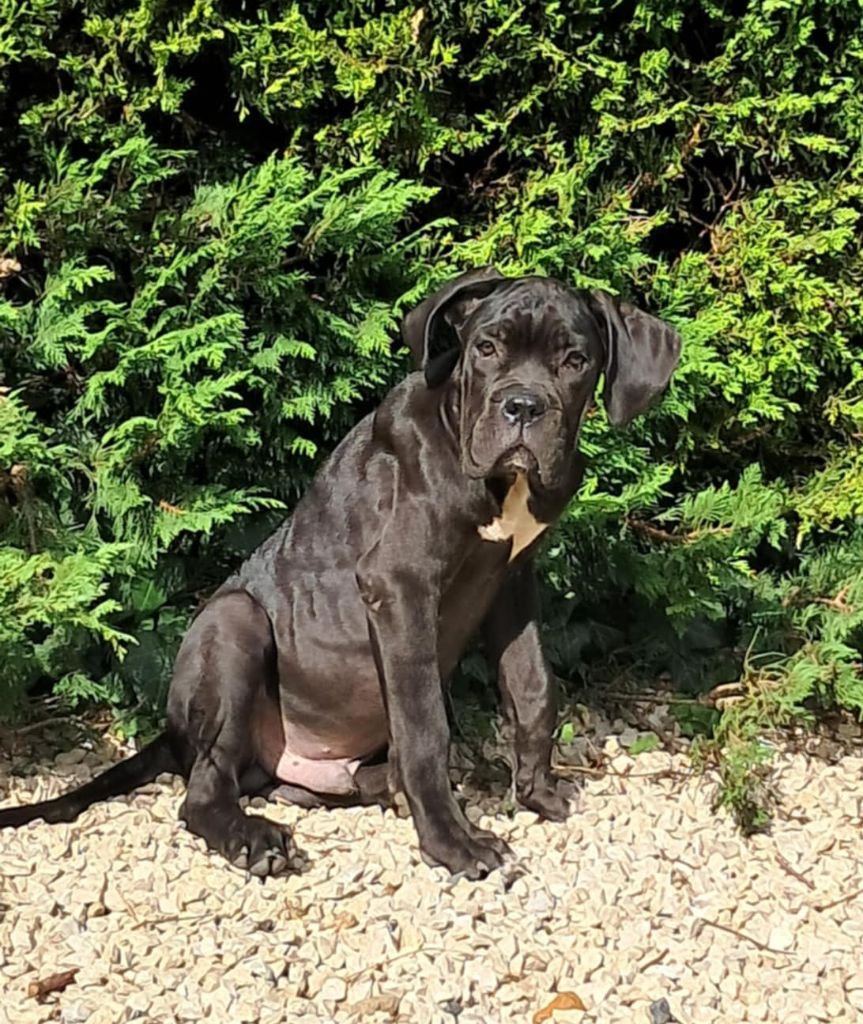 From Russians Traditions - Chiots disponibles - Cane Corso