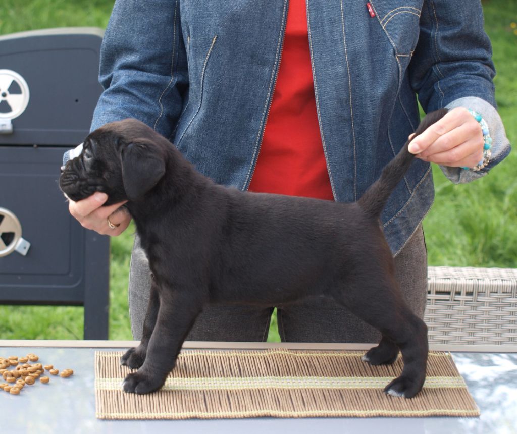 From Russians Traditions - Chiots disponibles - Cane Corso