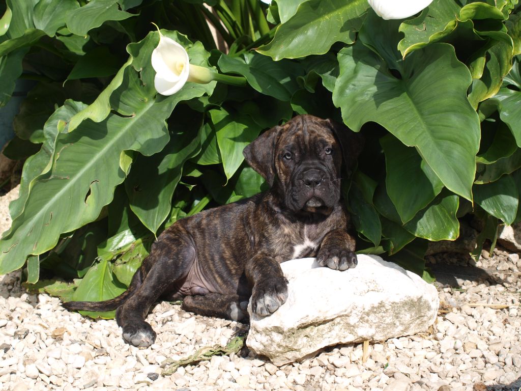 From Russians Traditions - Chiots disponibles - Cane Corso